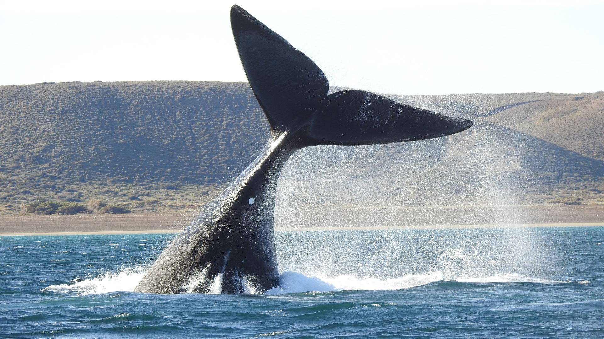 Puerto Madryn