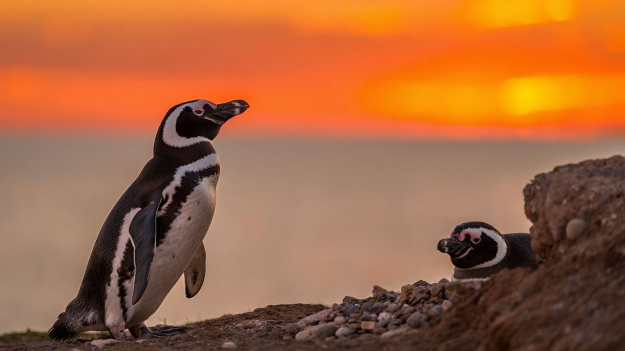 Sunset With Penguins (0)