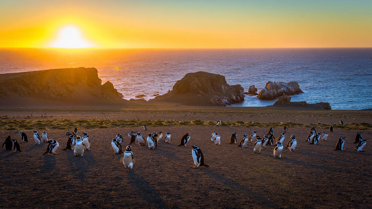 Sunset With Penguins (1)