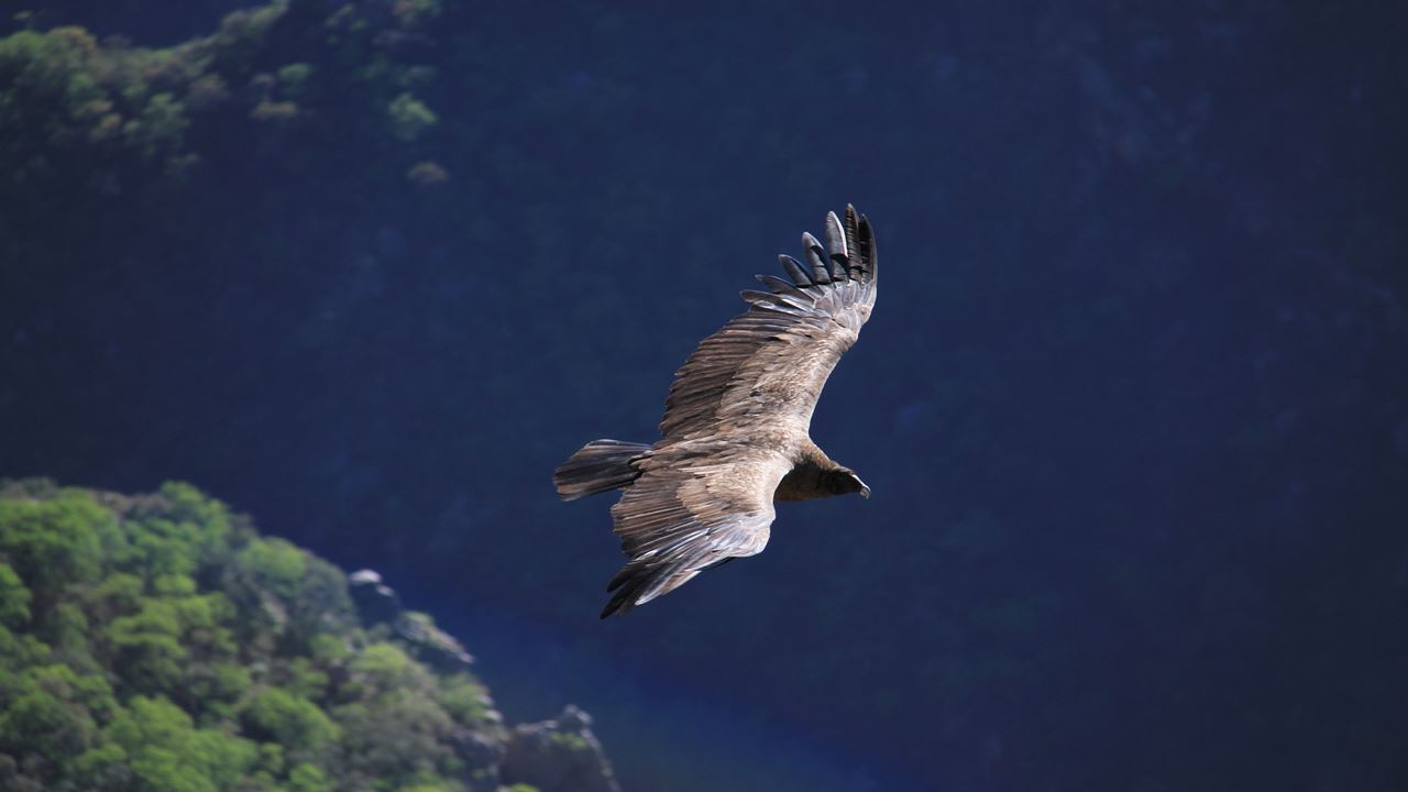 Condor Sighting In Quebrada De Los Cóndores foto 7