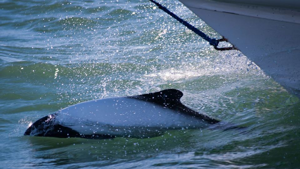 Avistaje De Toninas foto 6