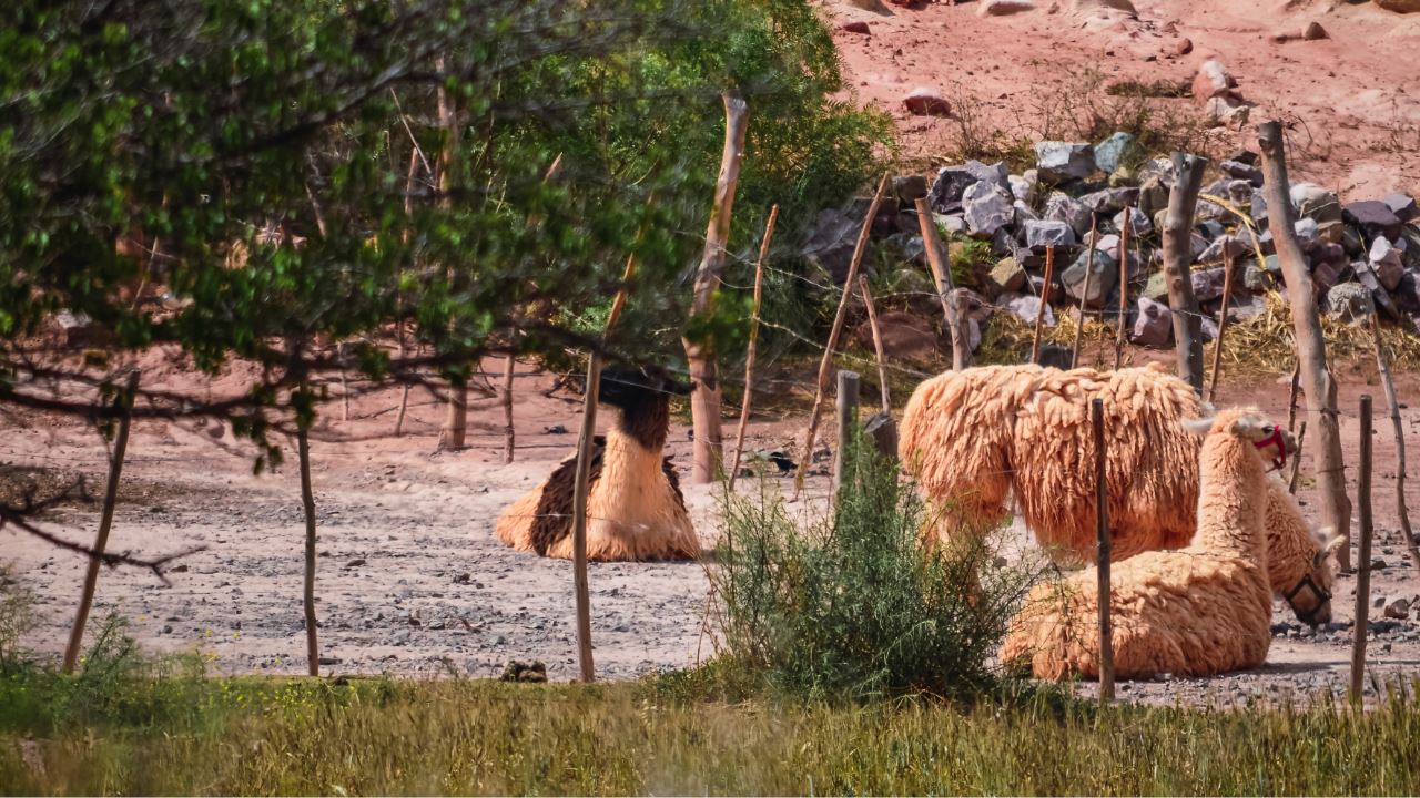 Walk With Llamas foto 3