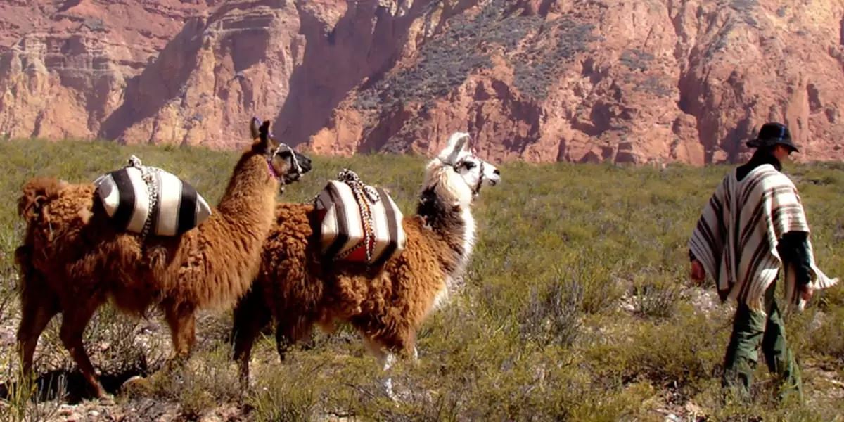 Walk With Llamas foto 4