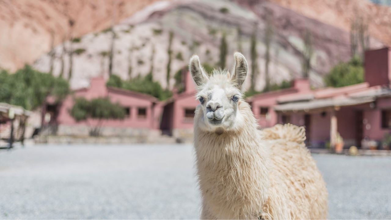 Walk With Llamas foto 2