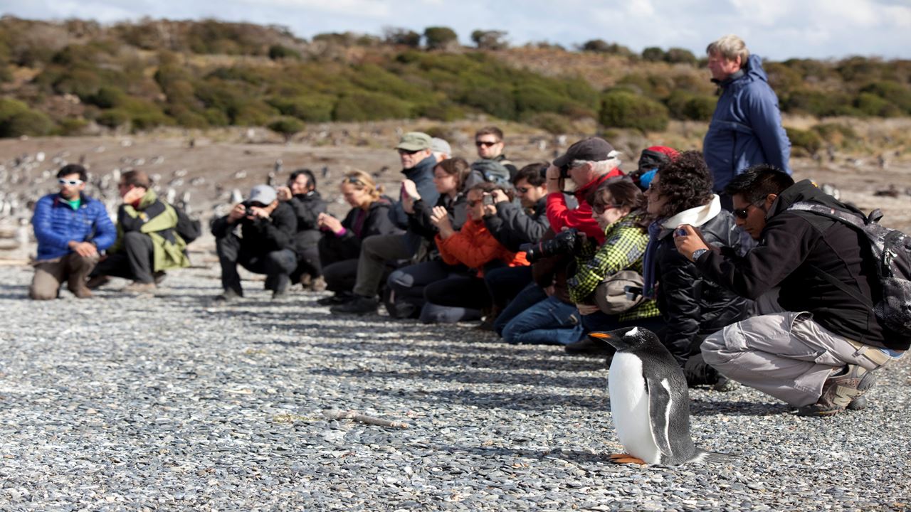 Caminata Con Pinguinos En Isla Martillo
 (3)