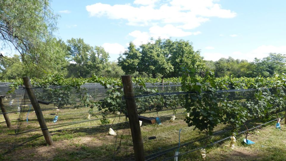 Camino Del Vino En Traslasierra foto 3