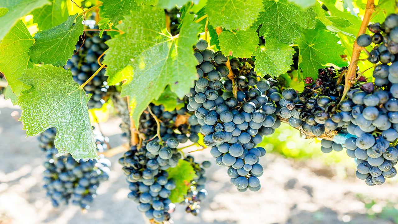 Premium Wine Road foto 5