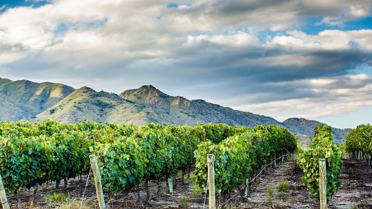 Premium Wine Road foto 4