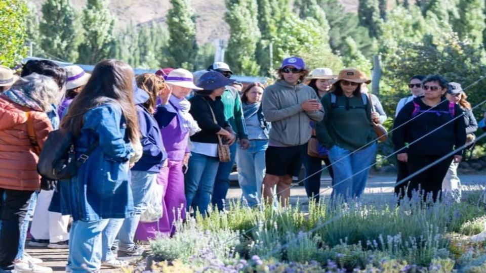 Campos De Lavanda Com Snack foto 5