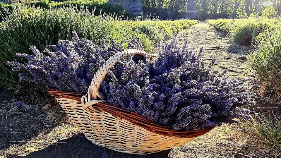 Campos De Lavanda Com Snack foto 4