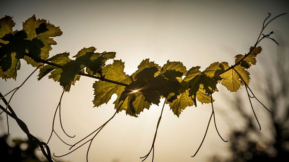 Tour De Degustação De Vinhos E Azeites foto 3