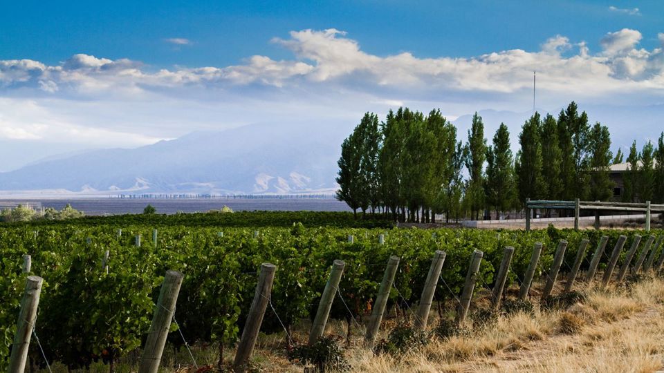 Tour De Degustação De Vinhos E Azeites foto 4
