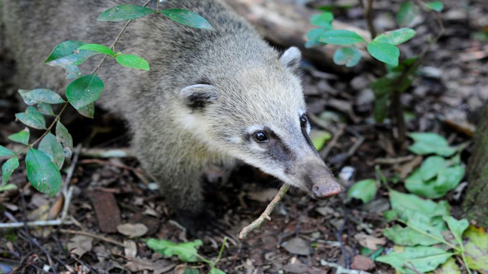 Cataratas Do Iguaçu - Lado Argentino foto 5