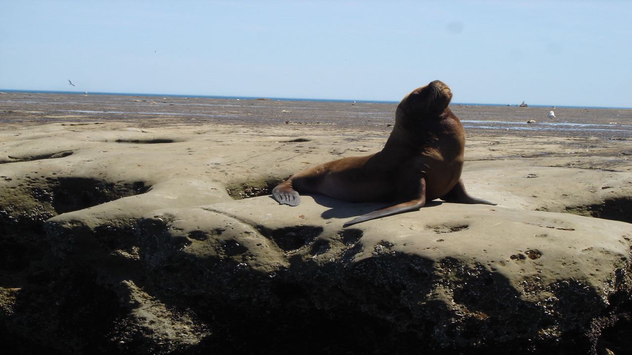City Tour Las Grutas & Puerto De San Antonio foto 9
