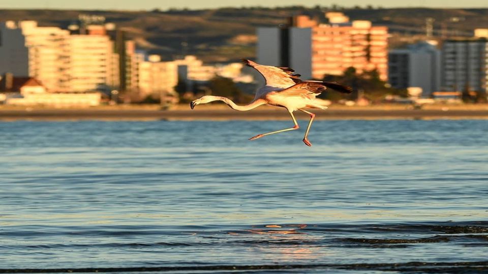 City Tour Puerto Madryn E Punta Loma foto 4