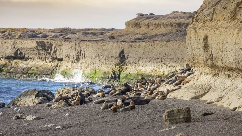 City Tour Puerto Madryn E Punta Loma foto 3