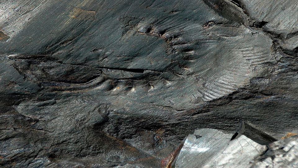 Cristina Ranch Trekking No Canyon Fóssil foto 6