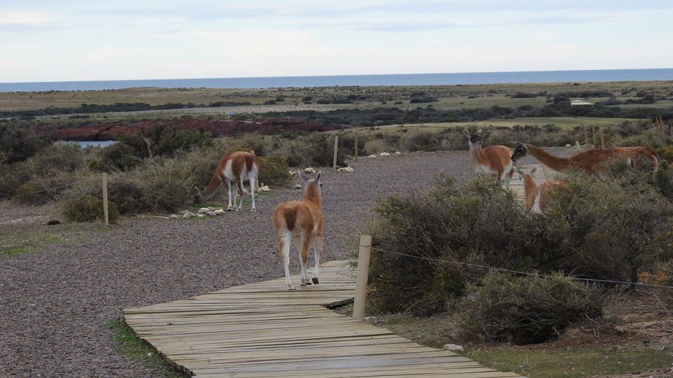 Excursão A Punta Tombo Em Puerto Madryn Para Passageiros De Cruzeiro foto 2