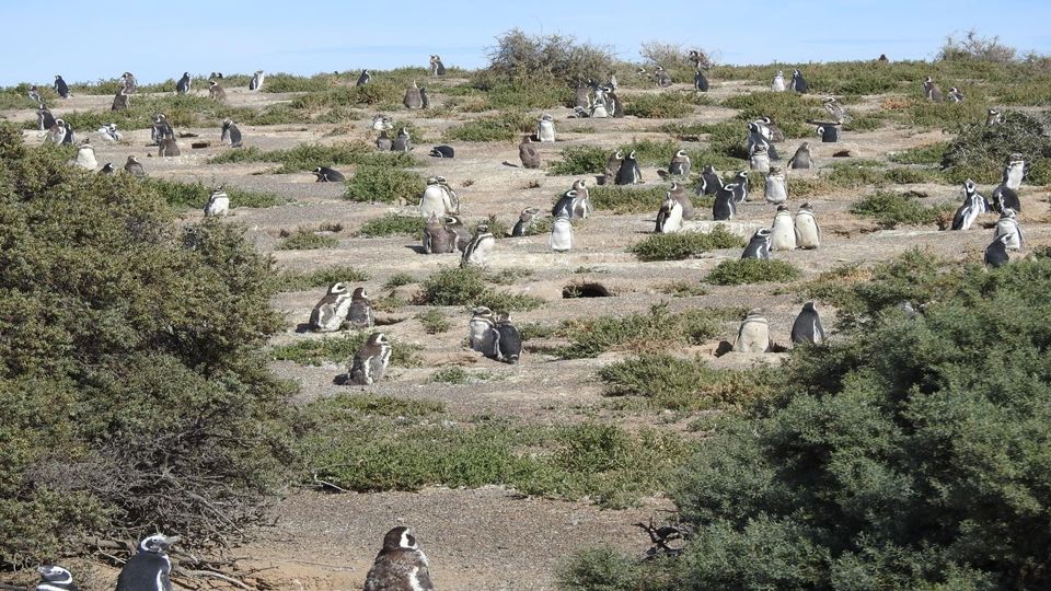 Excursão A Punta Tombo Em Puerto Madryn Para Passageiros De Cruzeiro foto 1