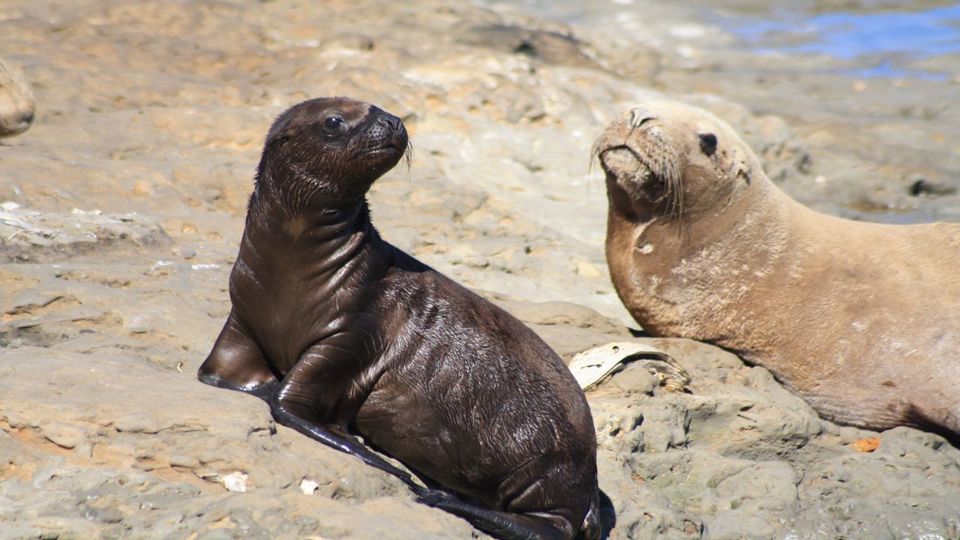 Península Privada Valores Excursão foto 1