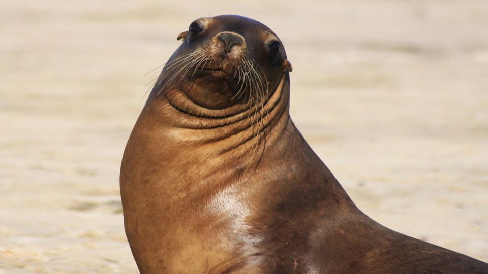 Península Privada Valores Excursão foto 6