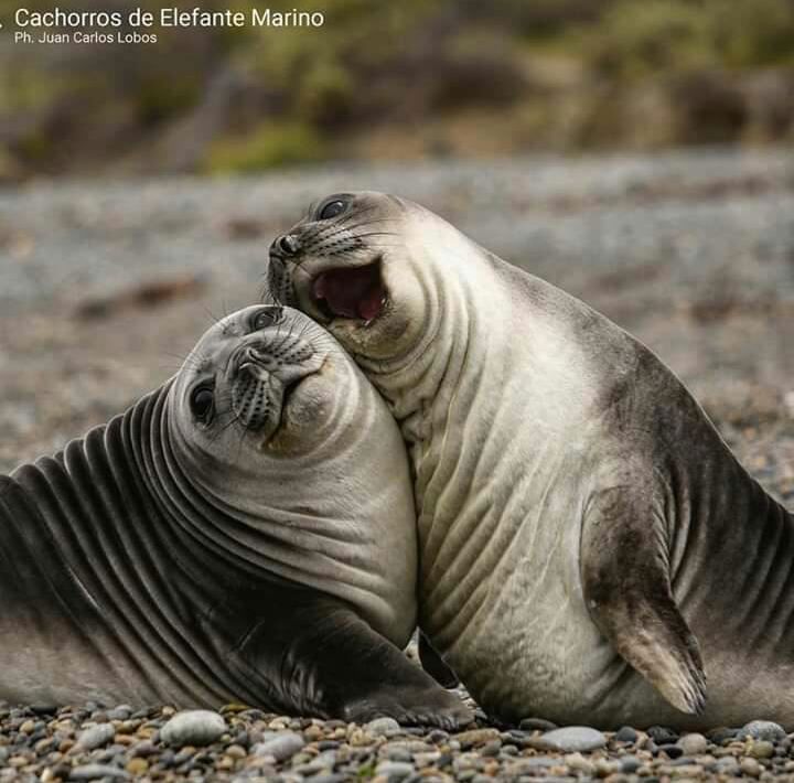 Península Privada Valores Excursão foto 2