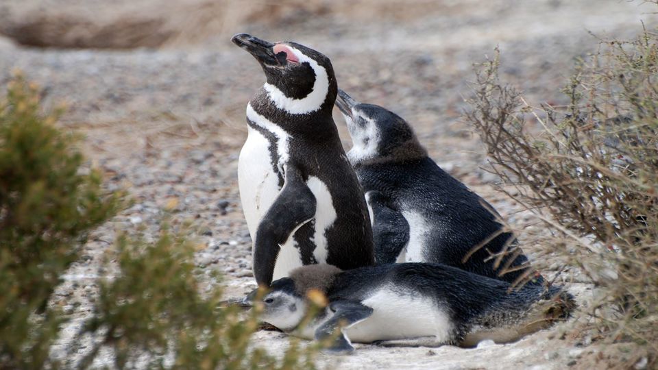 Excursão Privada À Colônia Pinguim Em Punta Tombo foto 5