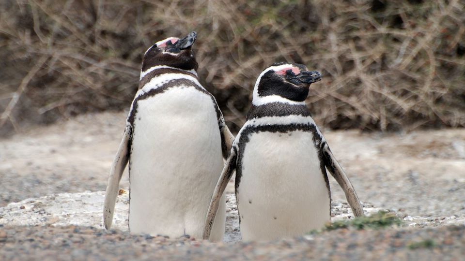 Excursão Privada À Colônia Pinguim Em Punta Tombo foto 4