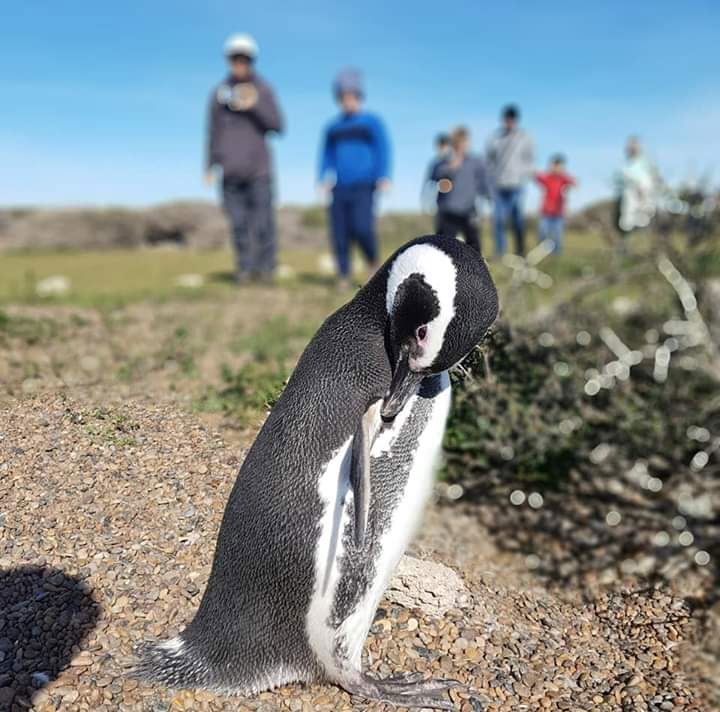 Excursão Privada À Colônia Pinguim Em Punta Tombo foto 2