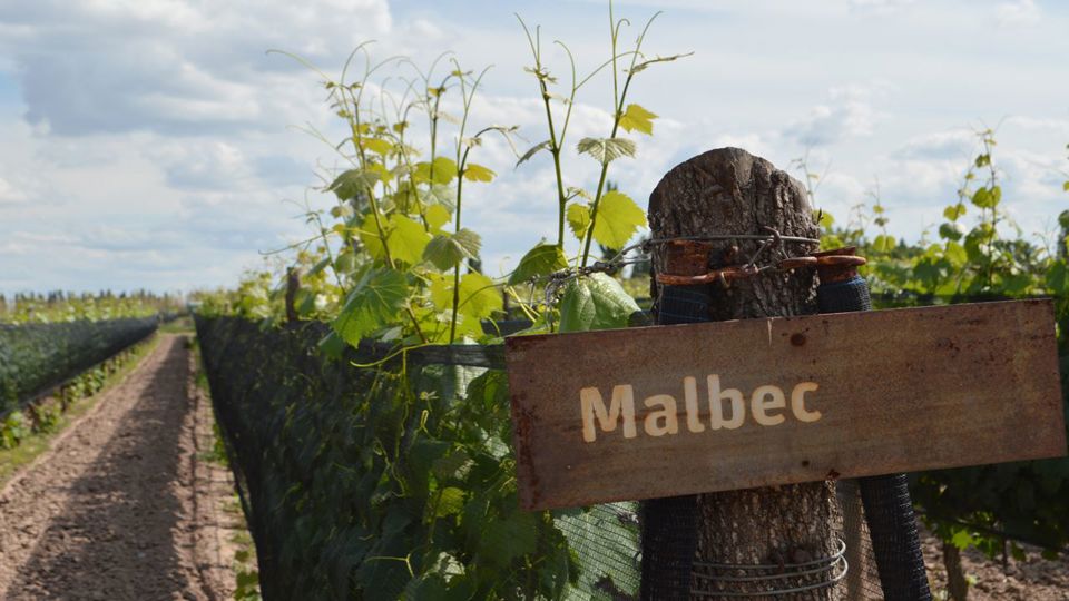 Experiência De Vinhos Em Luján De Cuyo – Grupos Reduzidos foto 1