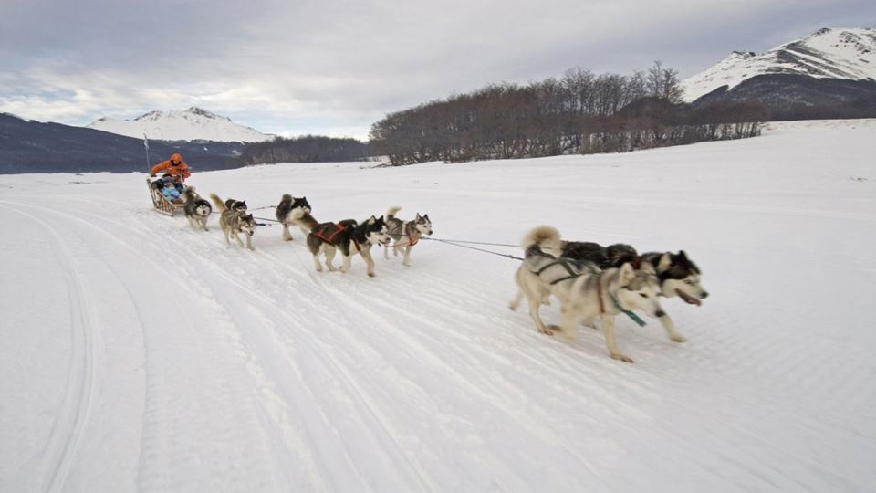 Experiencia Husky foto 2