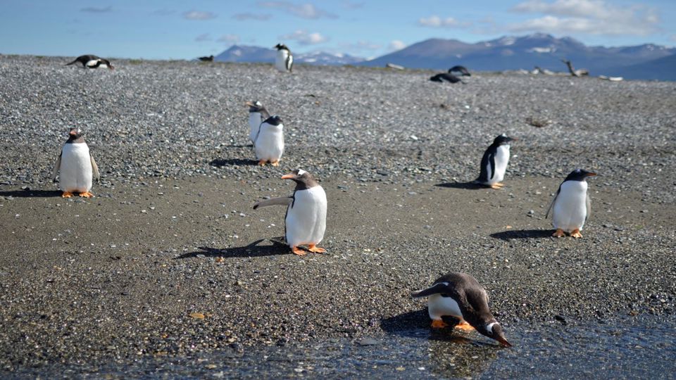 Isla Gable Y Avistaje De Pinguinos foto 8