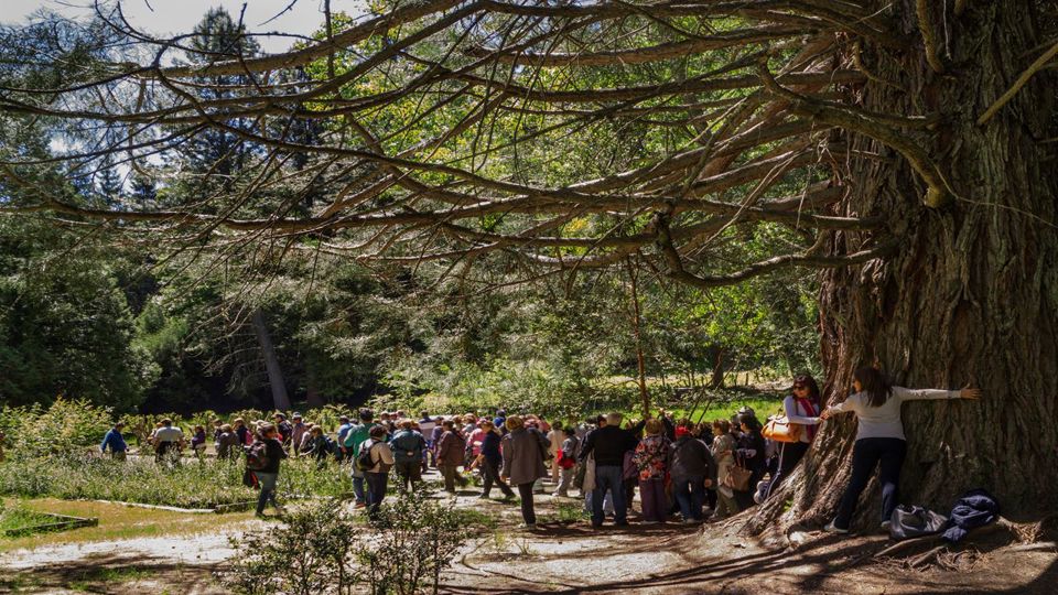 Ilha Victoria E Floresta De Arrayanes foto 11