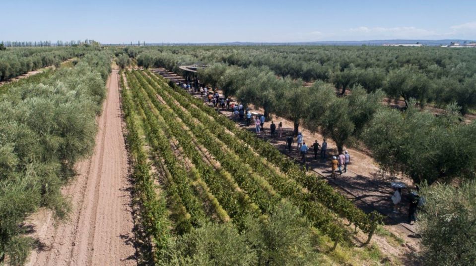 Luigi Bosca Almuerzo Y Cata De Vinos foto 2