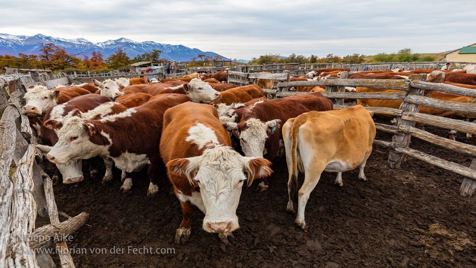 Meio Dia No Campo Na Estancia Nibepo Aike foto 6
