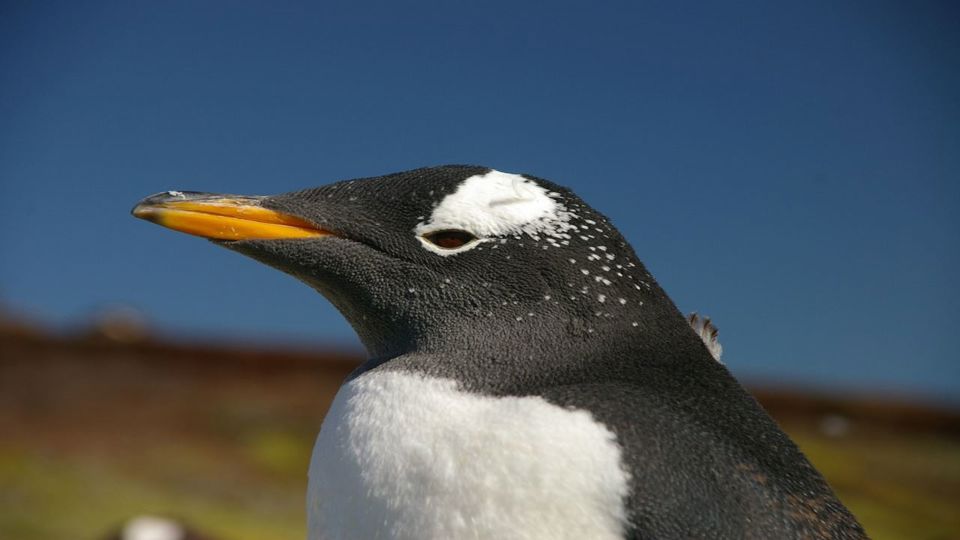 Navegación Canal De Beagle Y Caminata Con Pinguinos En Isla Martillo
 foto 4