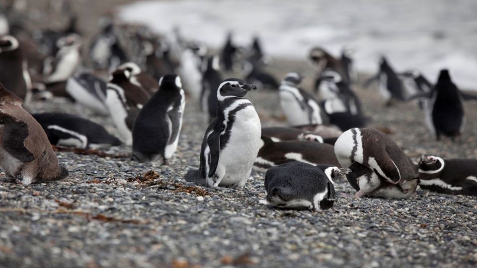 Navegación Canal De Beagle Y Caminata Con Pinguinos En Isla Martillo
 foto 8