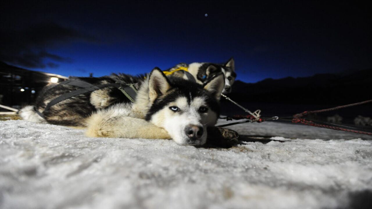 Sleigh Ride, Snowmobile And Dinner (0)
