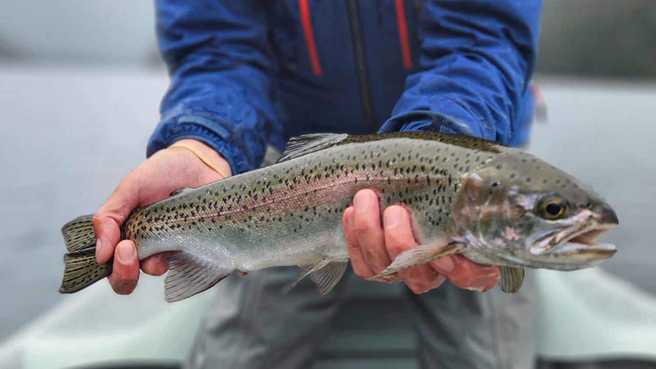Pesca Com Mosca Nos Lagos Da Patagônia (3)