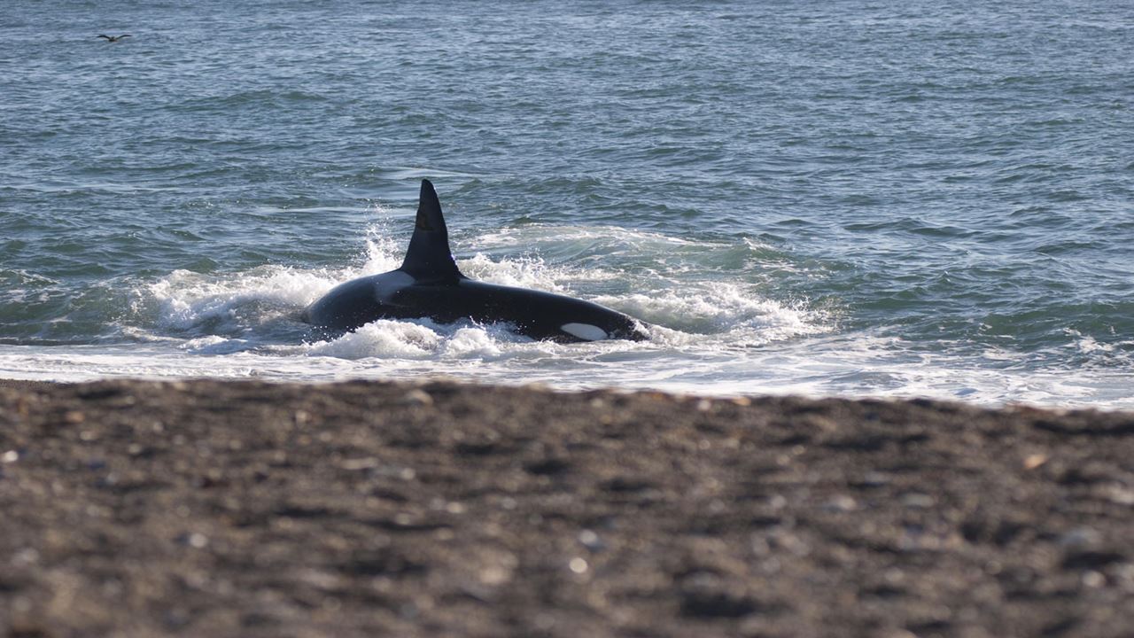 Pinguins E Península Valdés foto 1