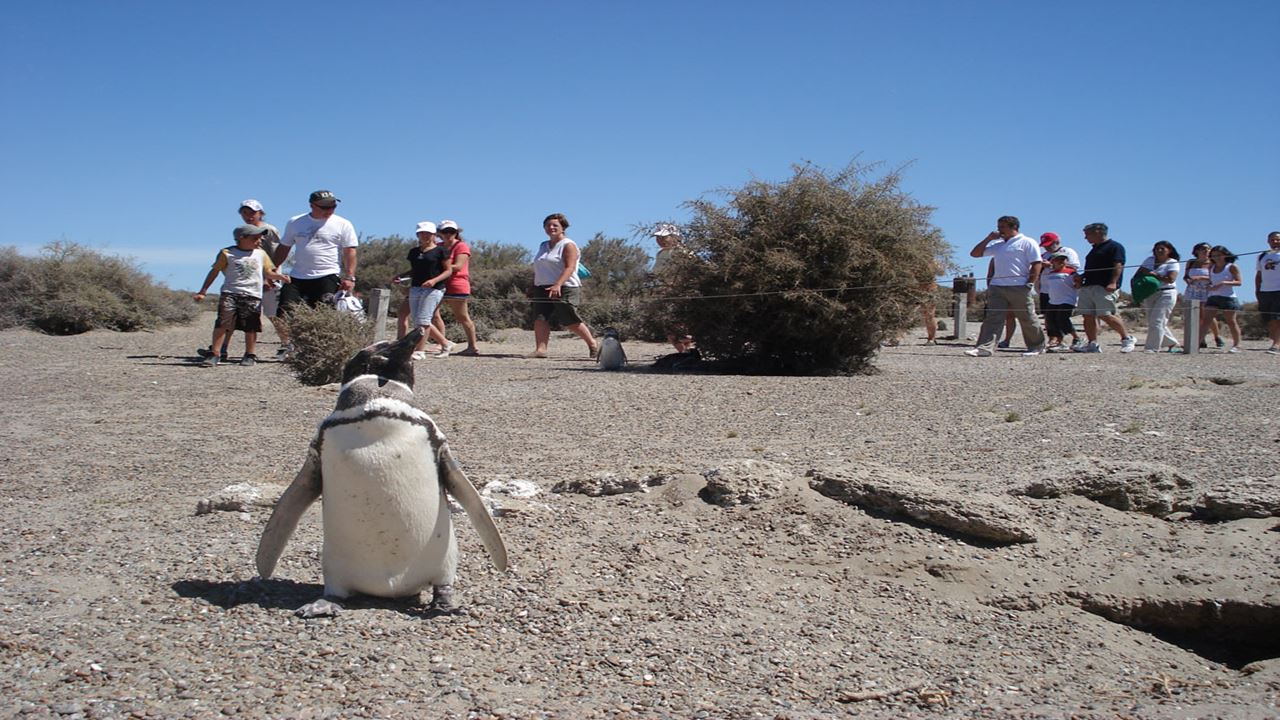 Pinguins E Península Valdés foto 6
