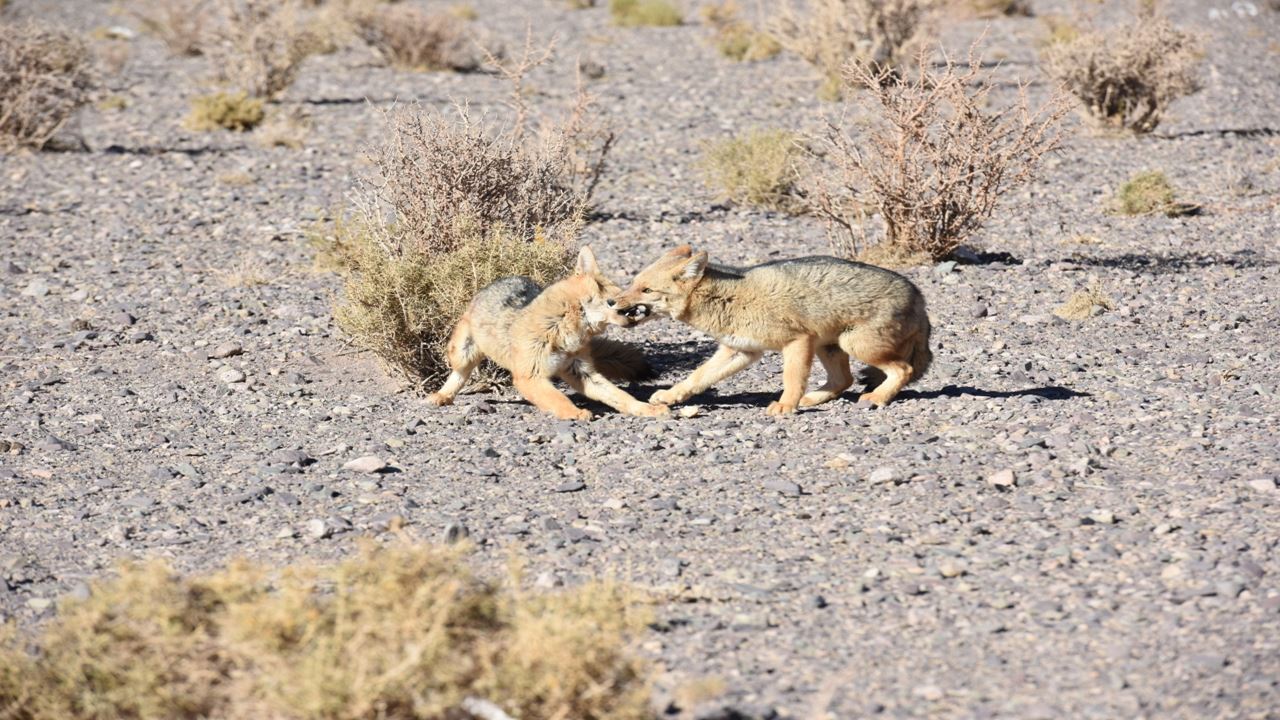 Route Of The Six-thousanders And Balcony Of Pissis Private foto 1
