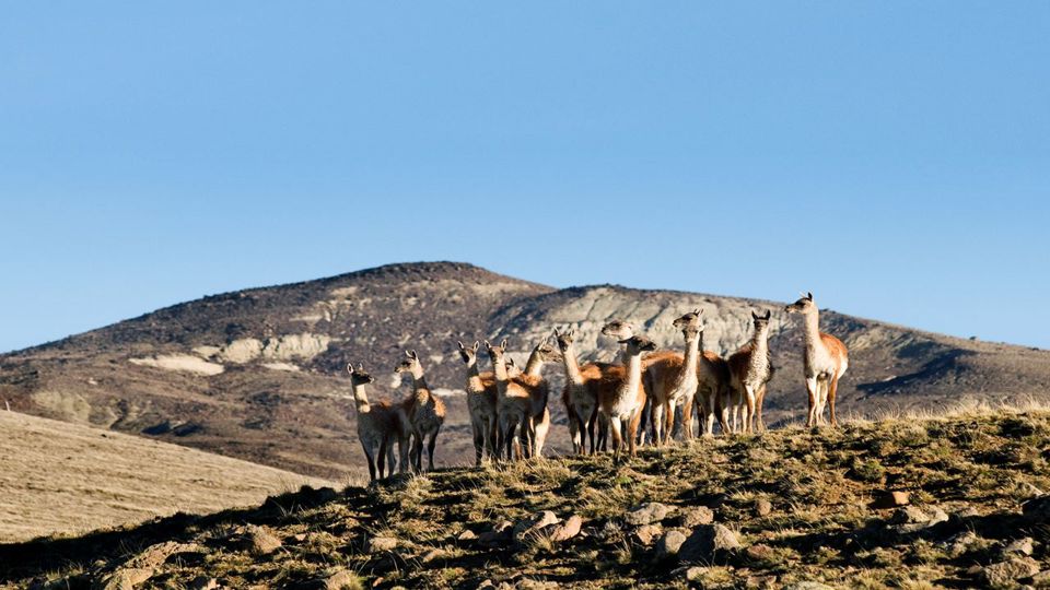 Experiência Safari - Fauna E Estepe foto 1