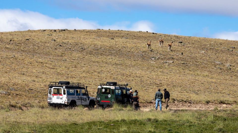 Experiência Safari - Fauna E Estepe foto 12