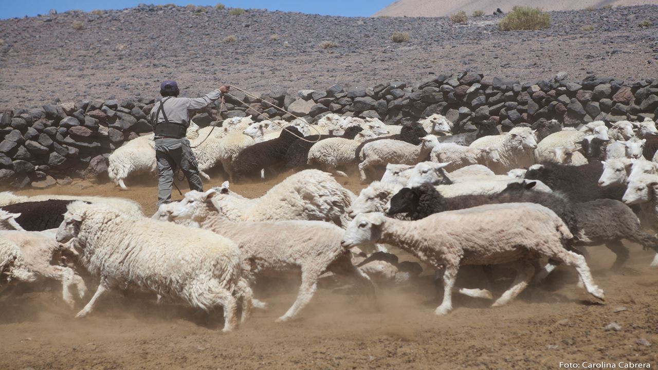 Salar Antofalla Em 4x4 foto 6