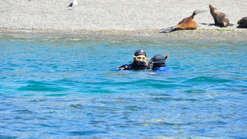 Snorkeling Com Lobos Focas foto 6