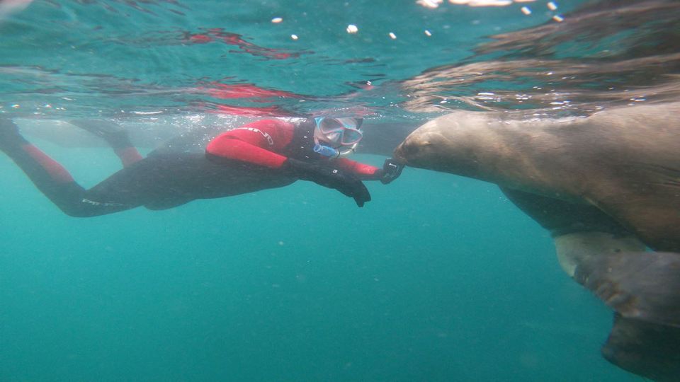 Snorkeling Com Lobos Focas foto 8