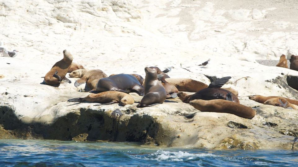 Snorkeling Com Lobos Focas foto 4