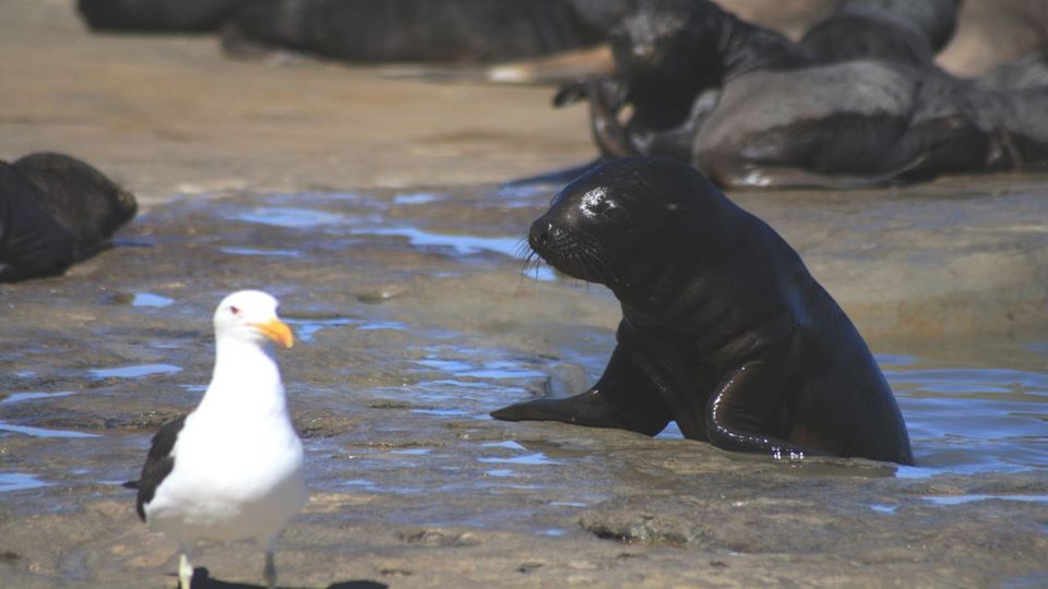 Snorkeling Com Lobos Focas foto 7