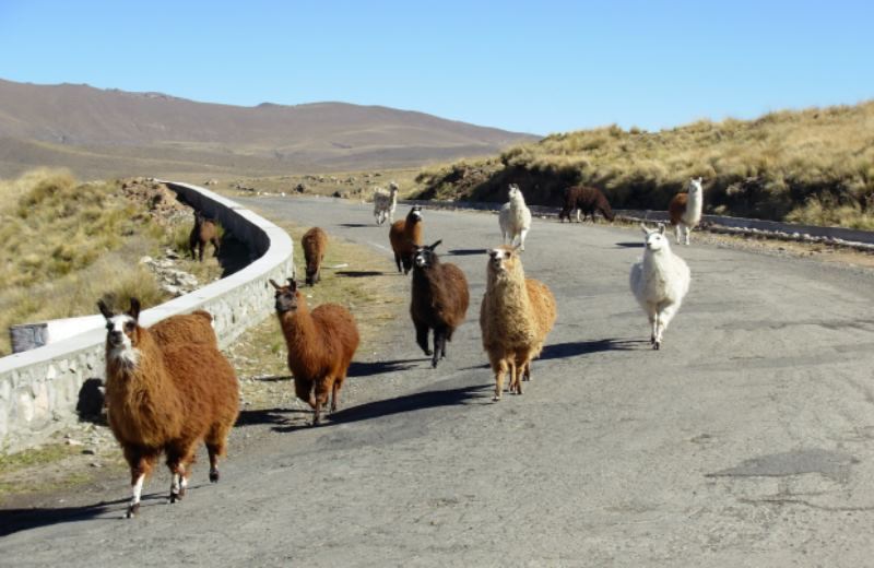 Tafi Del Valle Y Cafayate foto 2